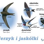 Powiększ zdjęcie: jerzyk vs jaskółka -plansza.jpg