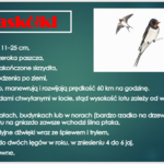 Powiększ zdjęcie: plansza jaskółka.PNG