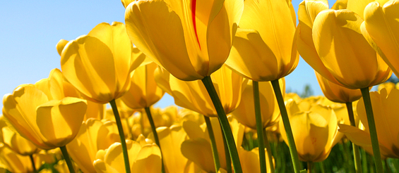Ilustracja do artykułu Tulips.jpg